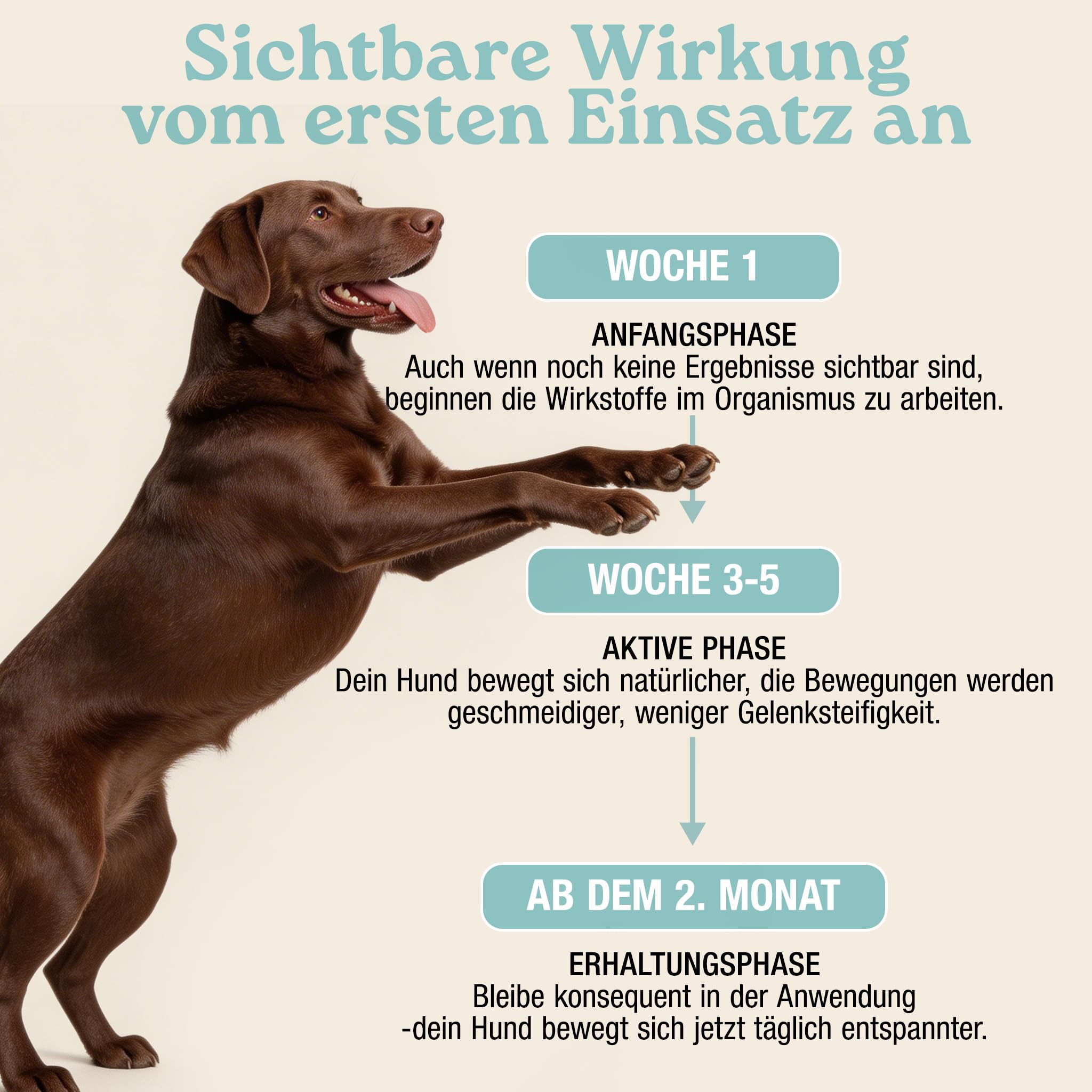 MyPetPrime Gelenke Hund 250 Tabletten | Gelenktabletten Hunde JointSupport