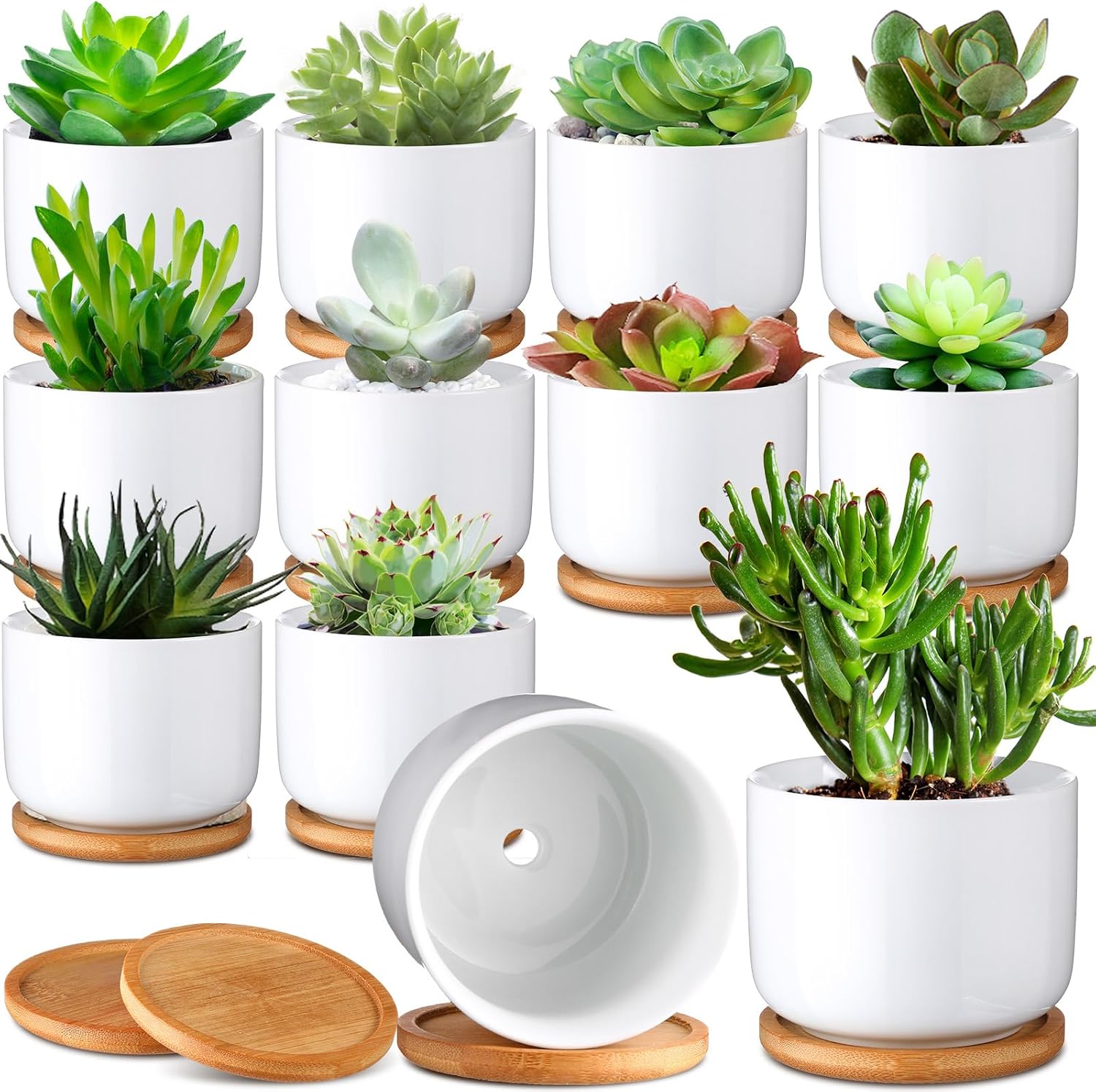 Roshtia 12 Pack 3.5 Inch Ceramic Succulent Pots with Drainage White Small Plant Pots with Bamboo Tray Mini Ceramic Cactus Succulent Pots for Indoor Outdoor Office Home Garden, Plants Not Included