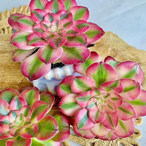 Miniatura 2 de FWPP Succulents Plants Live Echeveria Perle von Nürnberg,Mini Succulents Red 3 inches Mini Succulents,Bare Root Without Pot,Succulent Plant Live
