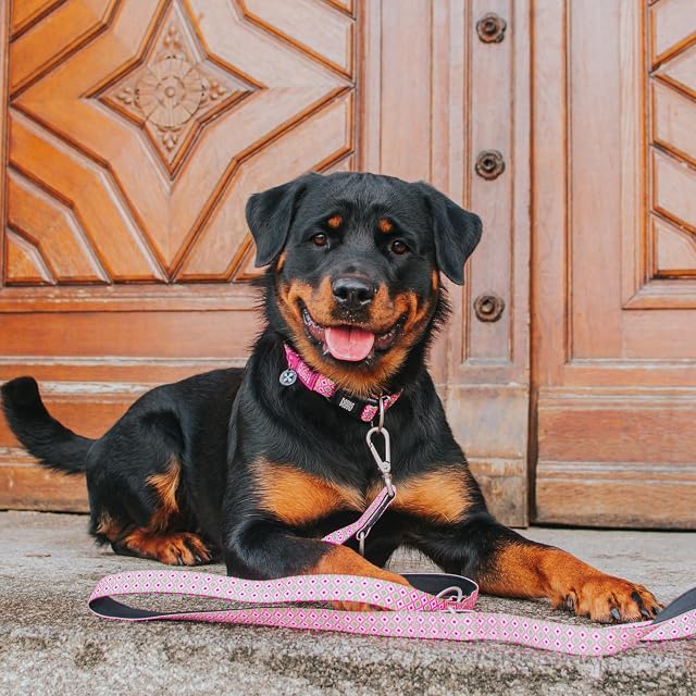 Foto 5 de 6 de MAX & Molly Correa multifunción para Perros de 2 m con 2 mosquetones