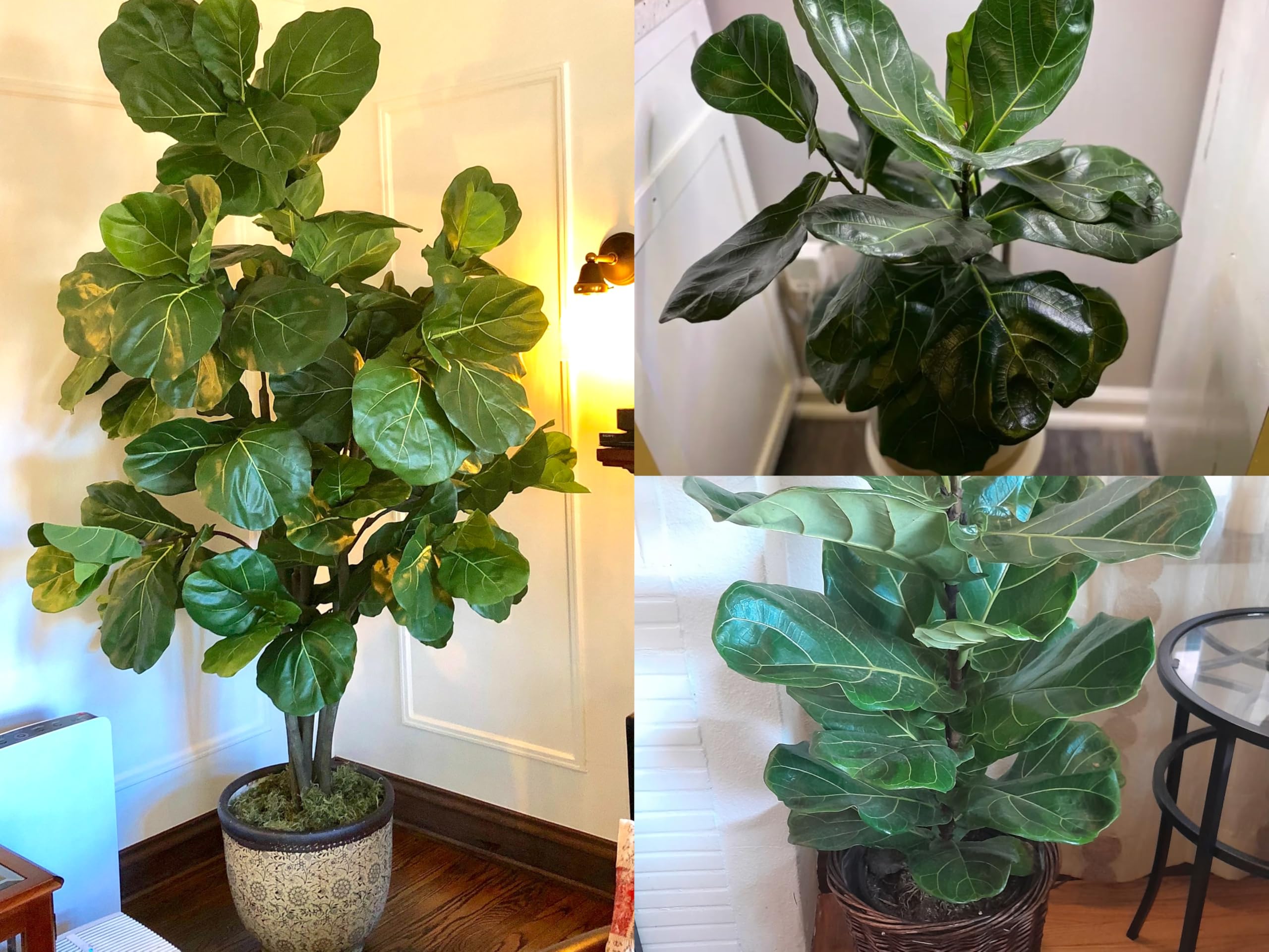 TENDER LEAVES Ficus Lyrata Fiddle-Leaf Fig, Live Indoor Plant, Green, 35x10x10 cm, Air Purifying, Low Maintenance, with Grow-Bag-image-29