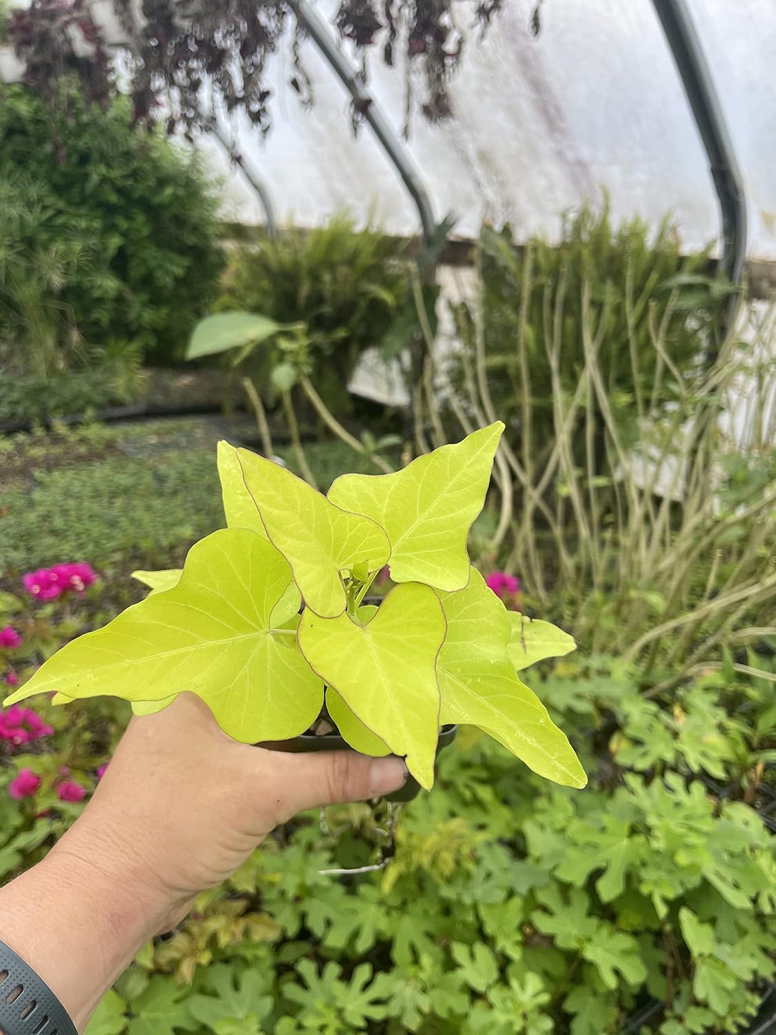 Marguerite Sweet Potato Vine, in 2.25 inch Pot- Decorative Vine only, not Vegetable producing (6)
