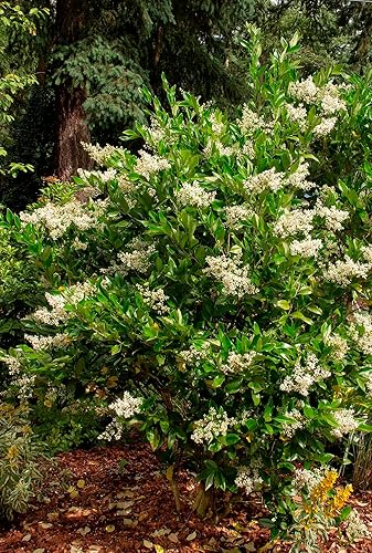 Miniatura 2 de Privet japonés, 10 semillas de árbol