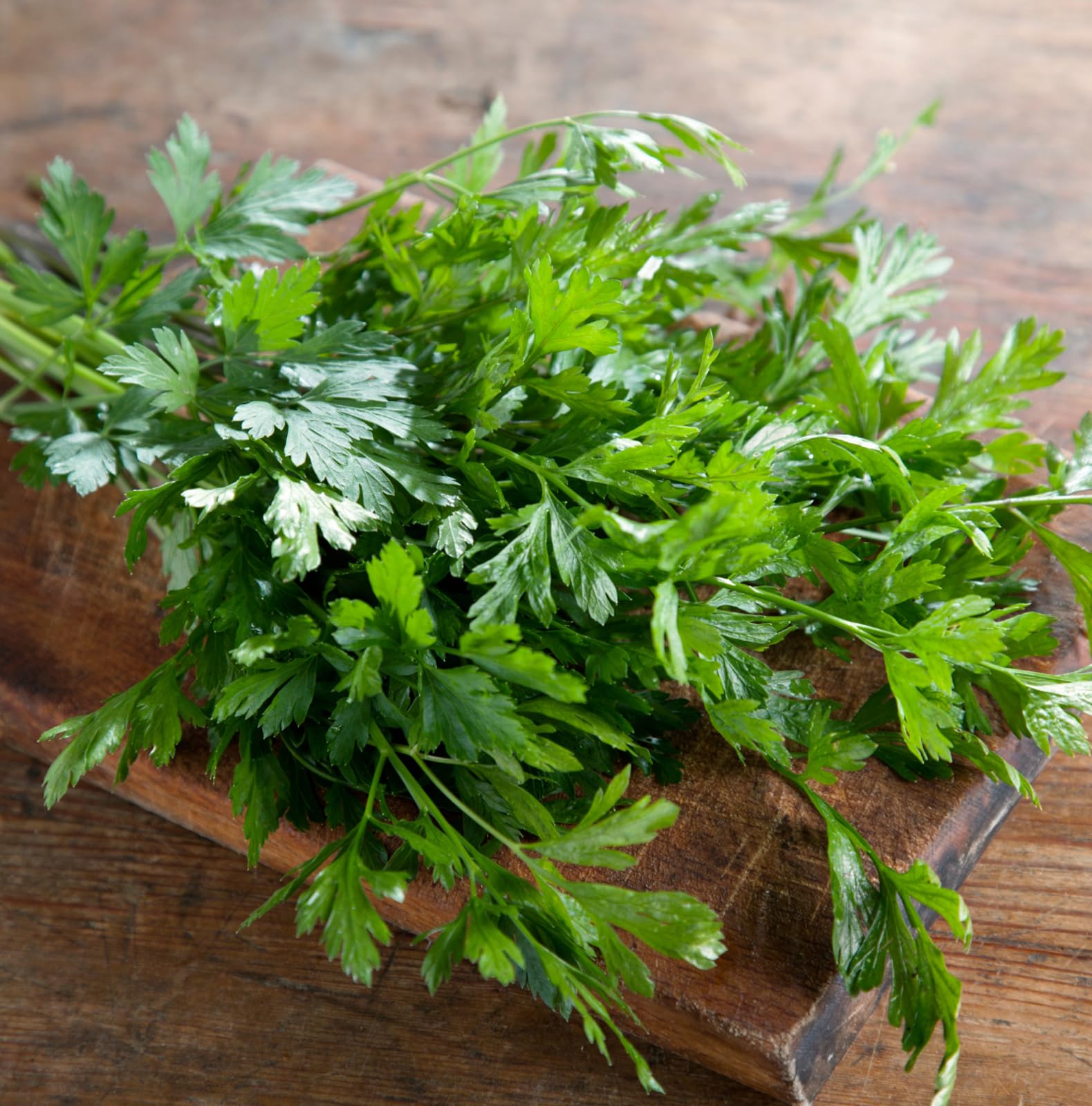 Carbeth Plants - Parsley Herb Plant - French Flat Leaf in 9cm Pot