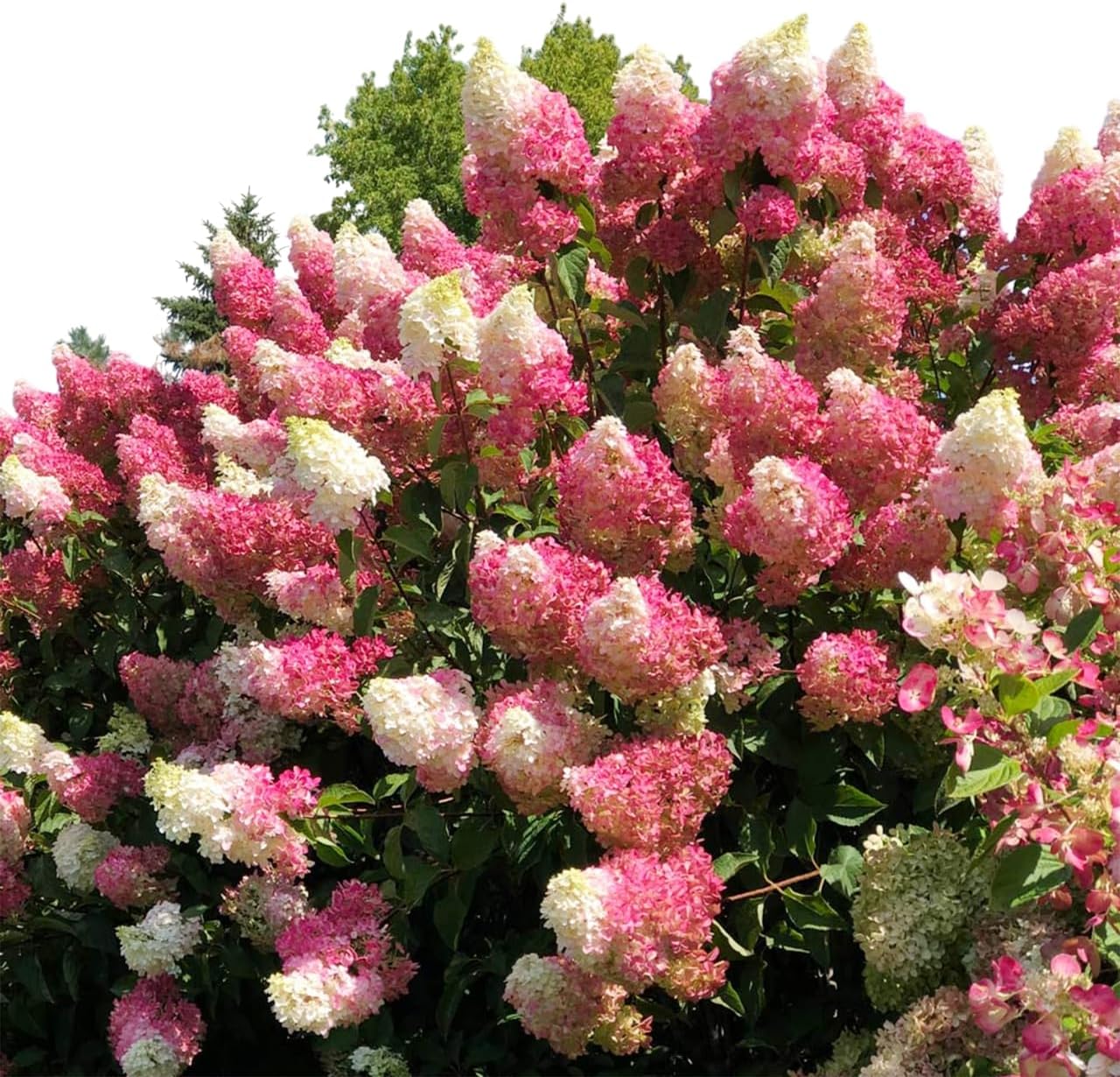 Vanilla Strawberry Hydrangea Tree – Live Flowering Shrub, Hardy Hydrangea Bush with Large Pink & White Blooms, Easy to Grow Ornamental Plant for Garden & Landscape (1 Gallon/Potted/Set of 2 Plants)