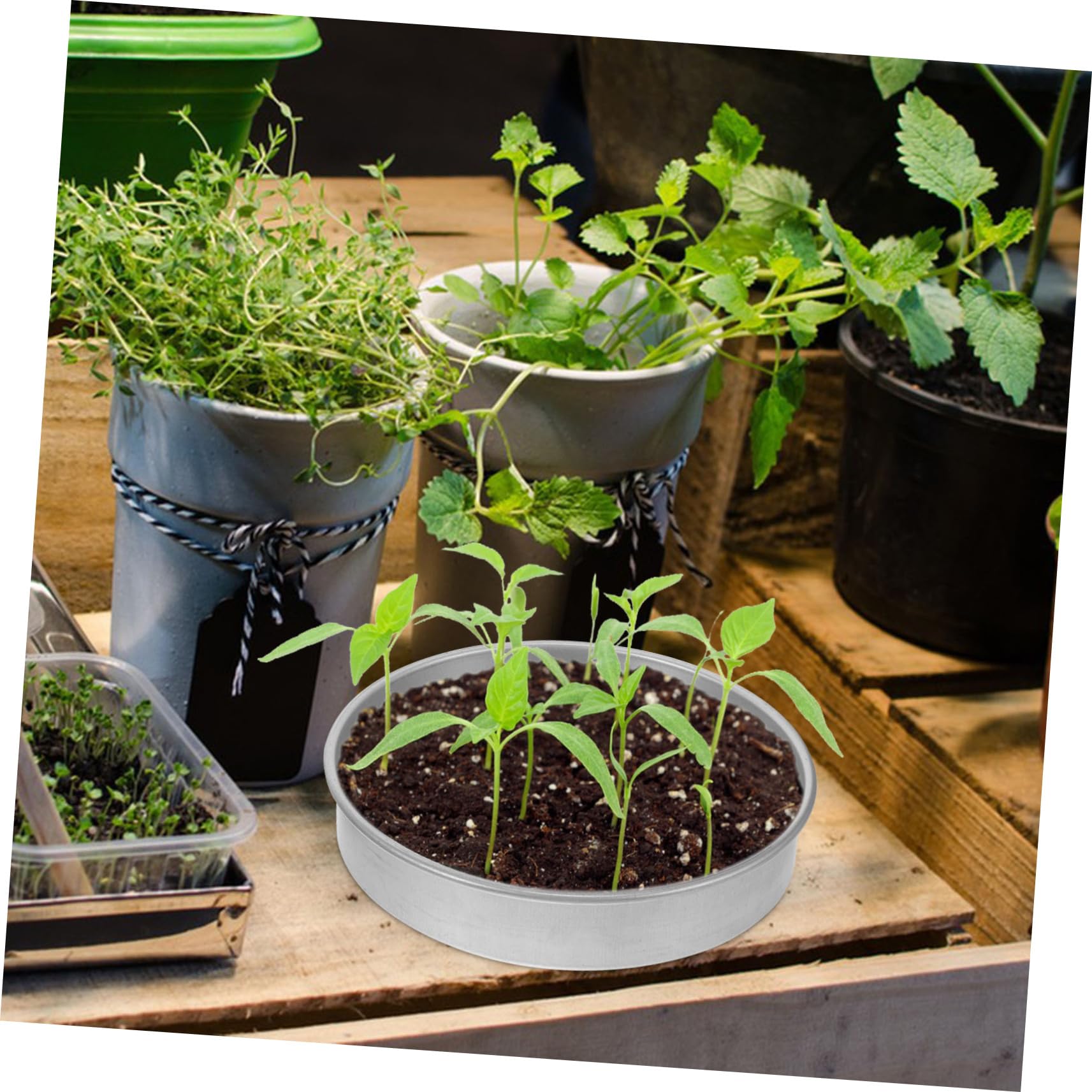 Sosoport Edelstahl Keimschale Für Garten Anzuchtschale Mit Optimaler Nährraum Für Pflanzen Robuste Und Langlebige Startschale Für Gartenliebhaber