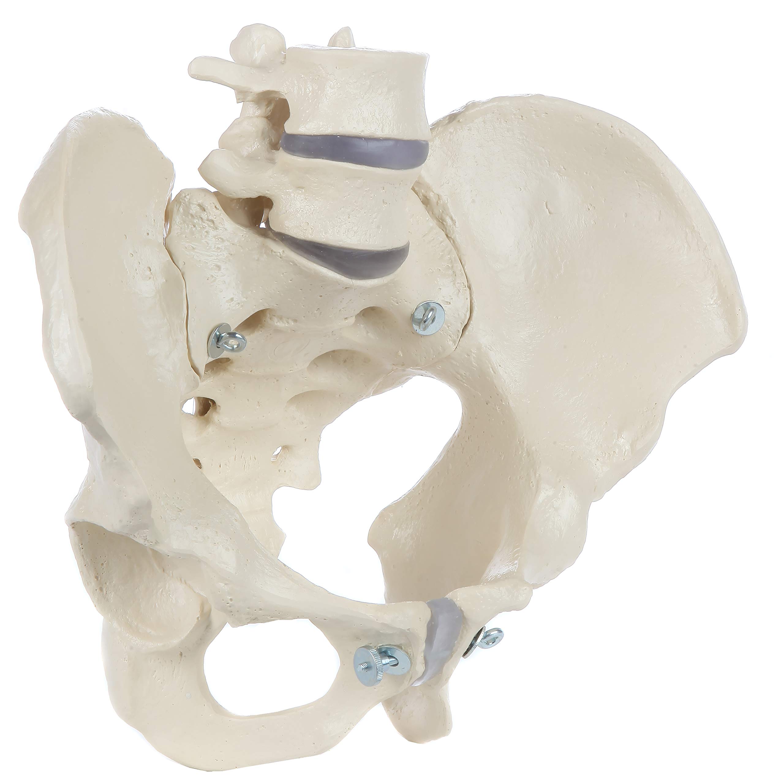 ドイツ rudiger anatomie リュディガー アナトミー社製 骨格模型
