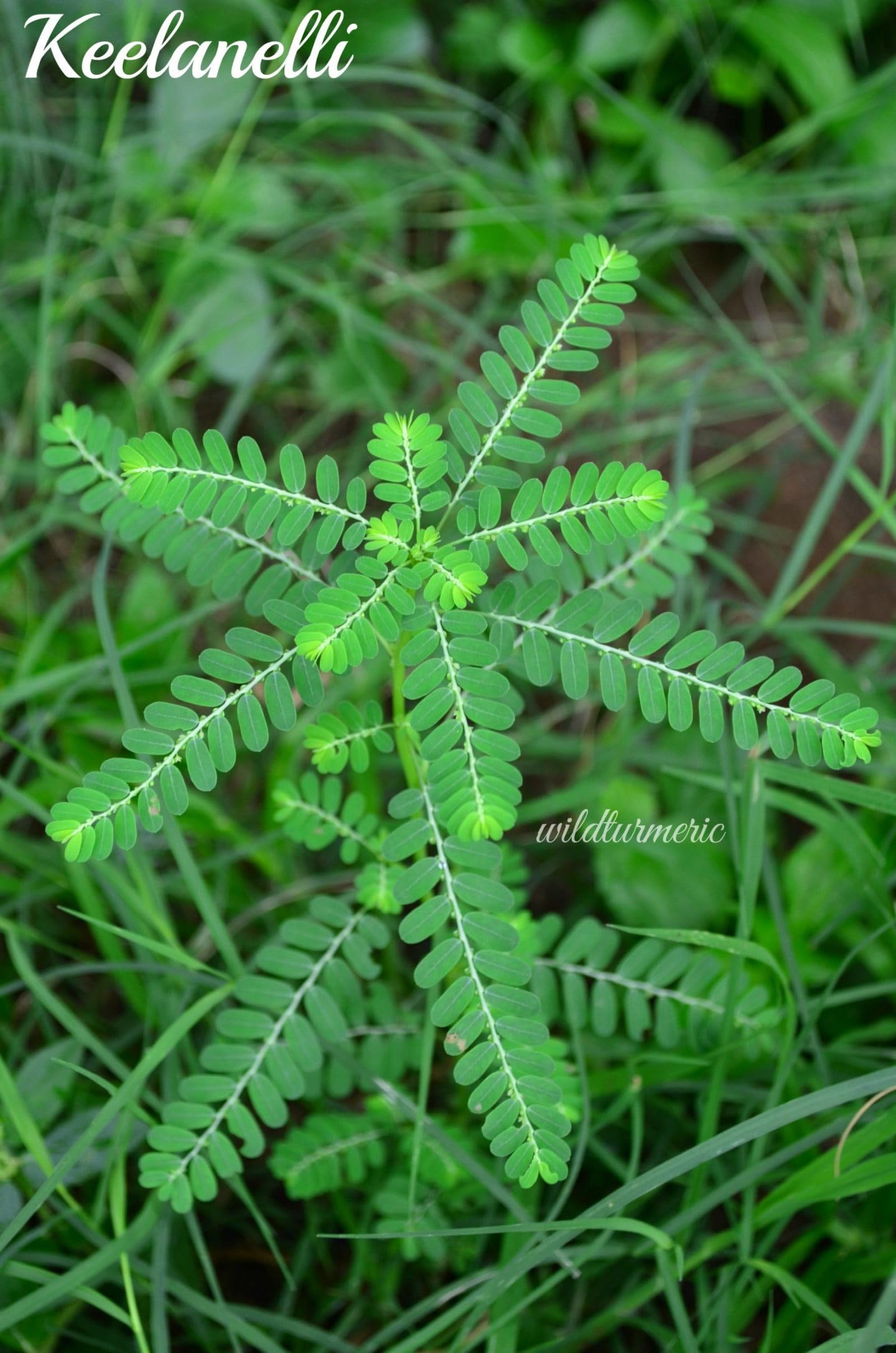 See full amazon price history chart for Anuraj farms Indiana Phyllanthus Stonebreaker Bahupatra Tamalaki Bhumi amla Jangli amla Bhui avla Bhui amla, Bhu nelli, Nelanelli Kilanelli, Nela usiraka, Niruri Live Plant Anuraj farms Indiana Phyllanthus Stonebreaker Bahupatra Tamalaki Bhumi amla Jangli amla Bhui avla Bhui amla, Bhu nelli, Nelanelli Kilanelli, Nela usiraka, Niruri Live Plant (B0CG99GNZ2) Amazon Price History, Amazon Price Tracker