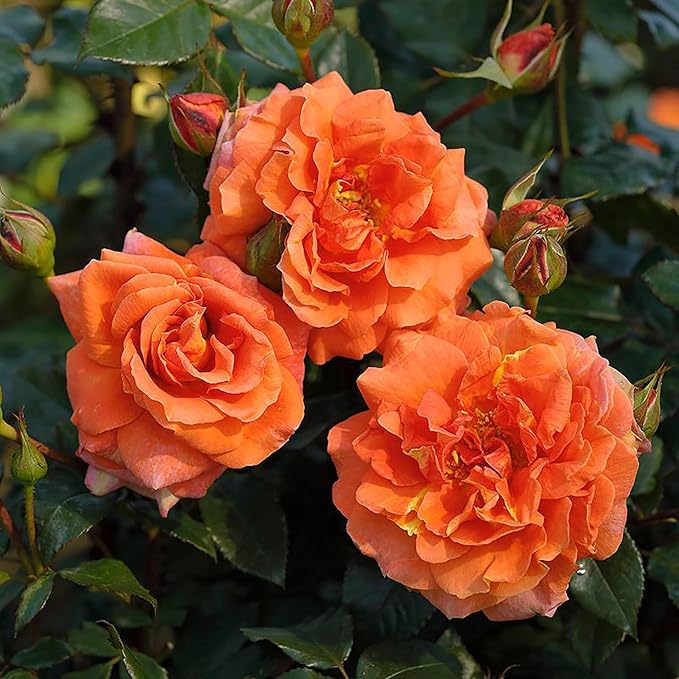 Amazon.com : QAUZUY GARDEN 100 Orange Climbing Rose Flower Seeds ...