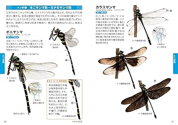 新 日本の昆虫1900(2)トンボ・コウチュウ・ハチ (ポケット図鑑