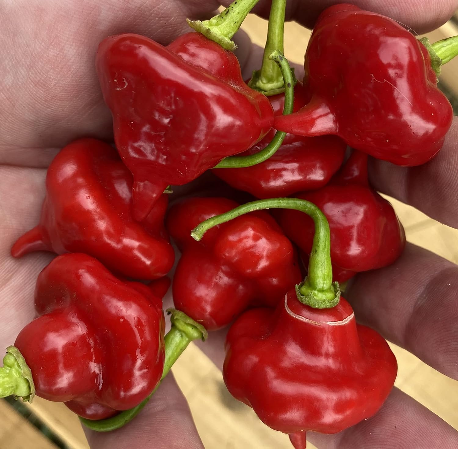 Angello: Il Peperone Formato Snack E Senza Semi - Foto 7