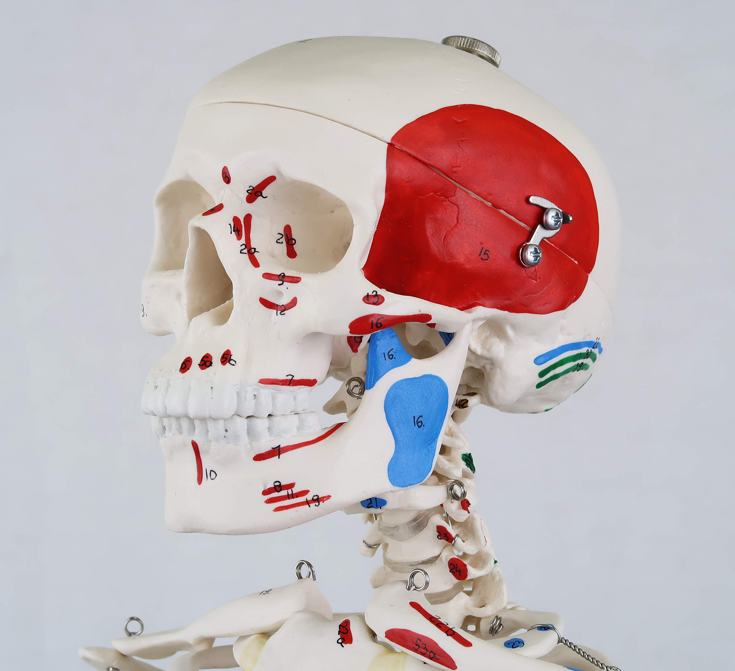 3B Scientific A18/5 Mini-Squelette "Shorty" avec Muscles Peints, sur Socle + Application anatomie gratuite - 3B Smart Anatomy