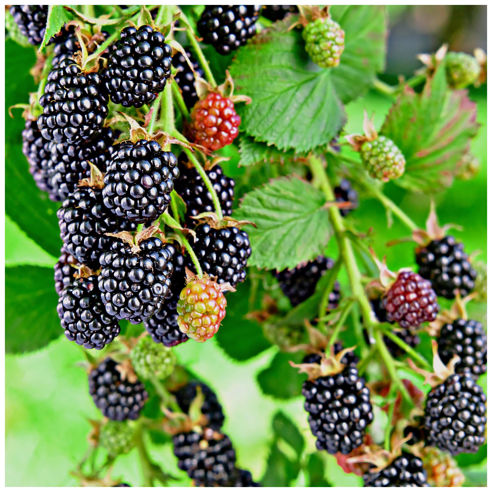 Thornless BlackBerry/Rubus Fruticosus 'Thornless', in 1L Pot 3fatpigs®