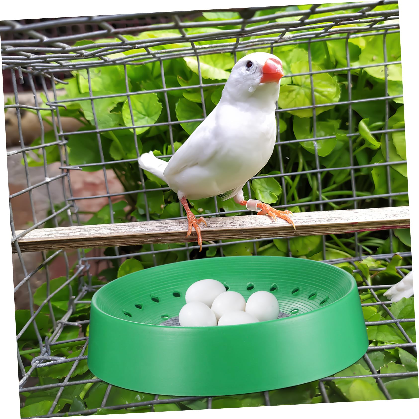 Cabilock 10pezzi Nidi per Piccioni Basini per Uova di Uccelli Letto per Animali Domestici Accessori per Allevamento di Pappagalli e Piccioni per Casa e Fattoria