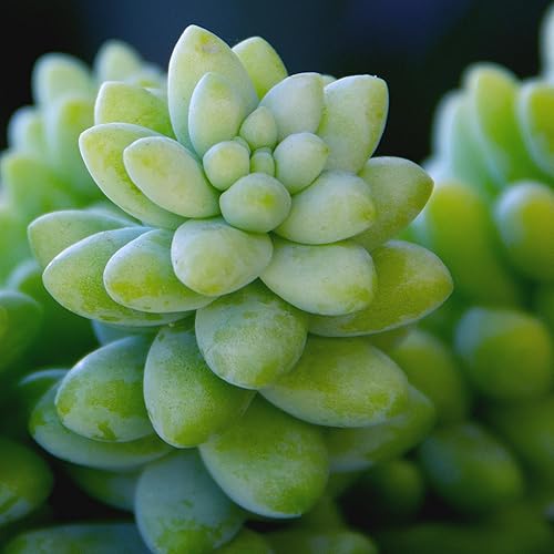 Miniatura 3 de Sedum - Cesta colgante de burrito para suculentas, plantas colgantes, plantas suculentas vivas, plantas de interior vivas, cesta para macetas