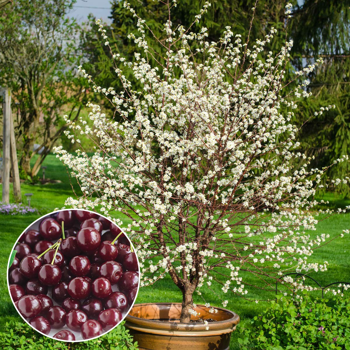 GURNEY'S Romeo Dwarf Cherry Tree