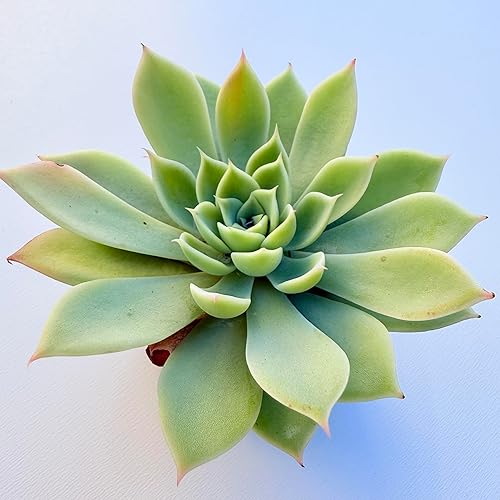Miniatura 5 de Plantas suculentas vivas, variedades surtidas en dos tamaños de maceta, plantas de fácil cuidado para interiores y exteriores, GNEM (Echeveria 'Blue