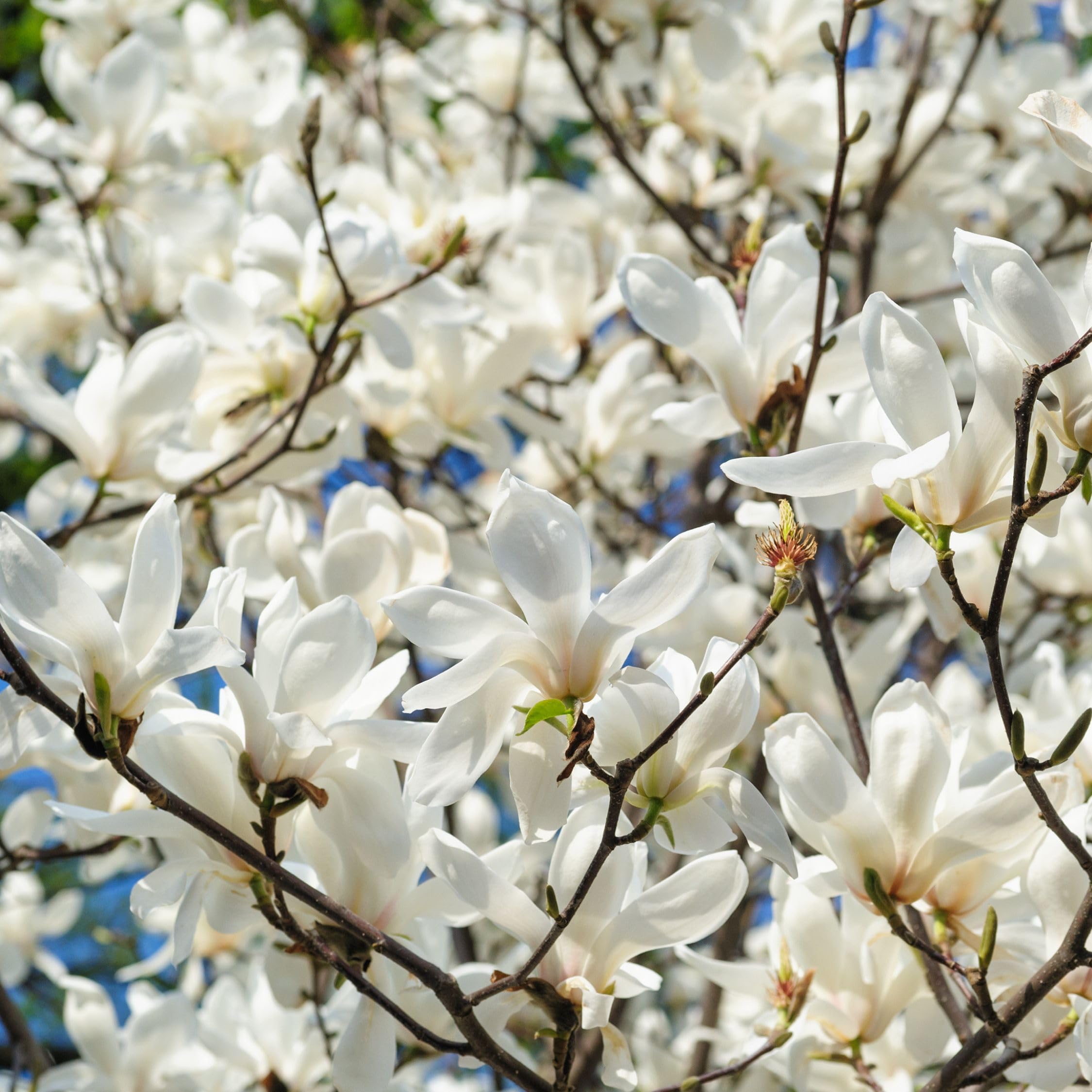 Plant in a Box - Magnolia - Mix di 3 - Magnolia Susan, Soulangeana, Stellata - Vaso 9cm - Altezza 25-40cm