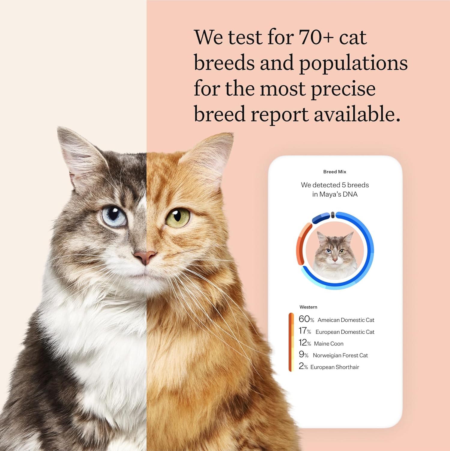 Wisdom Panel Complete: Comprehensive Cat DNA Test kit for 45 Health Genetic Health Conditions, 70+ Breeds and populations, 25+ Traits, Blood Type - Pack of 2