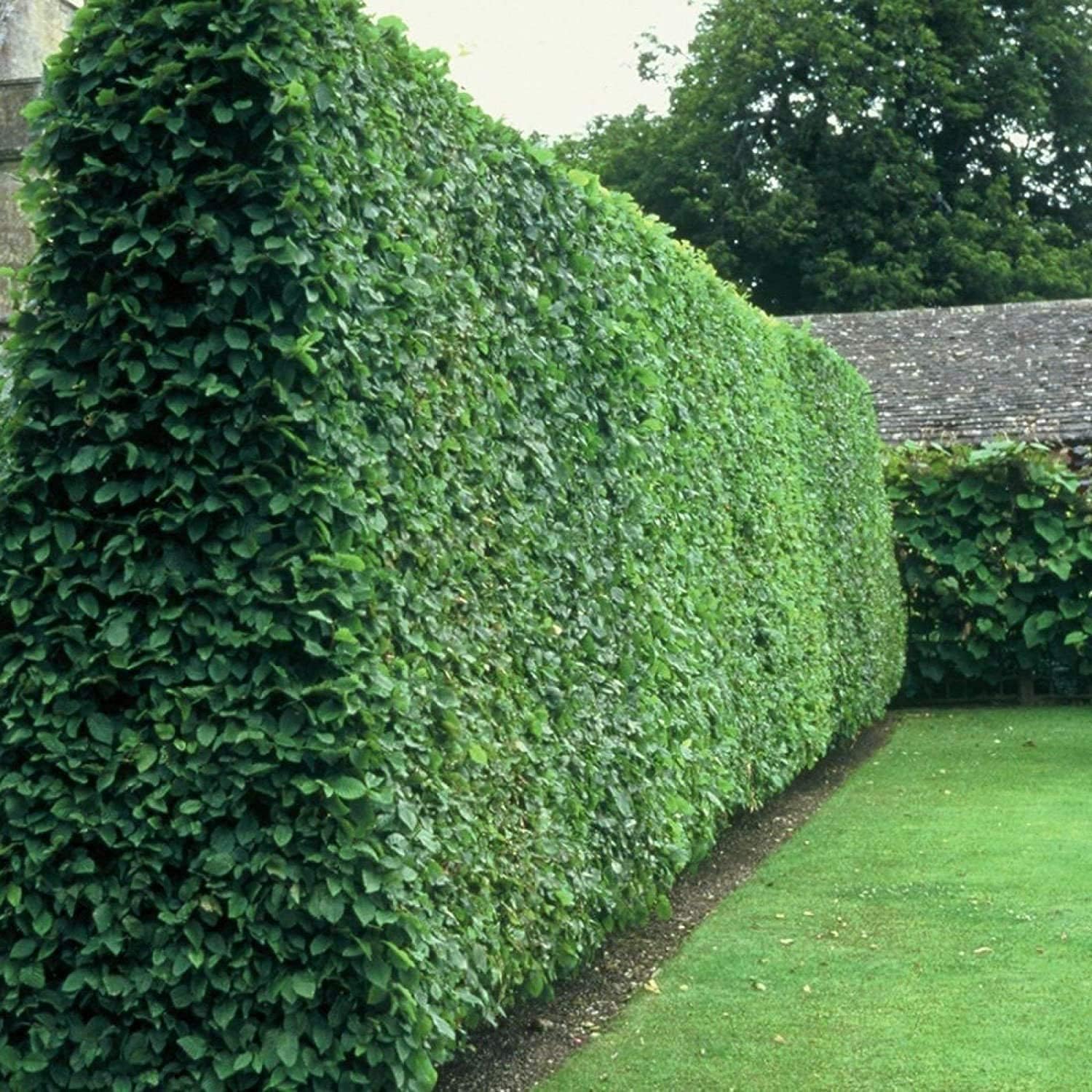 Curled Leaf Privet | 3 Large Trade Gallon Size Plants | Ligustrum Japonicum Recurvifolium | Evergreen Flowering Privacy Shrub Hedge