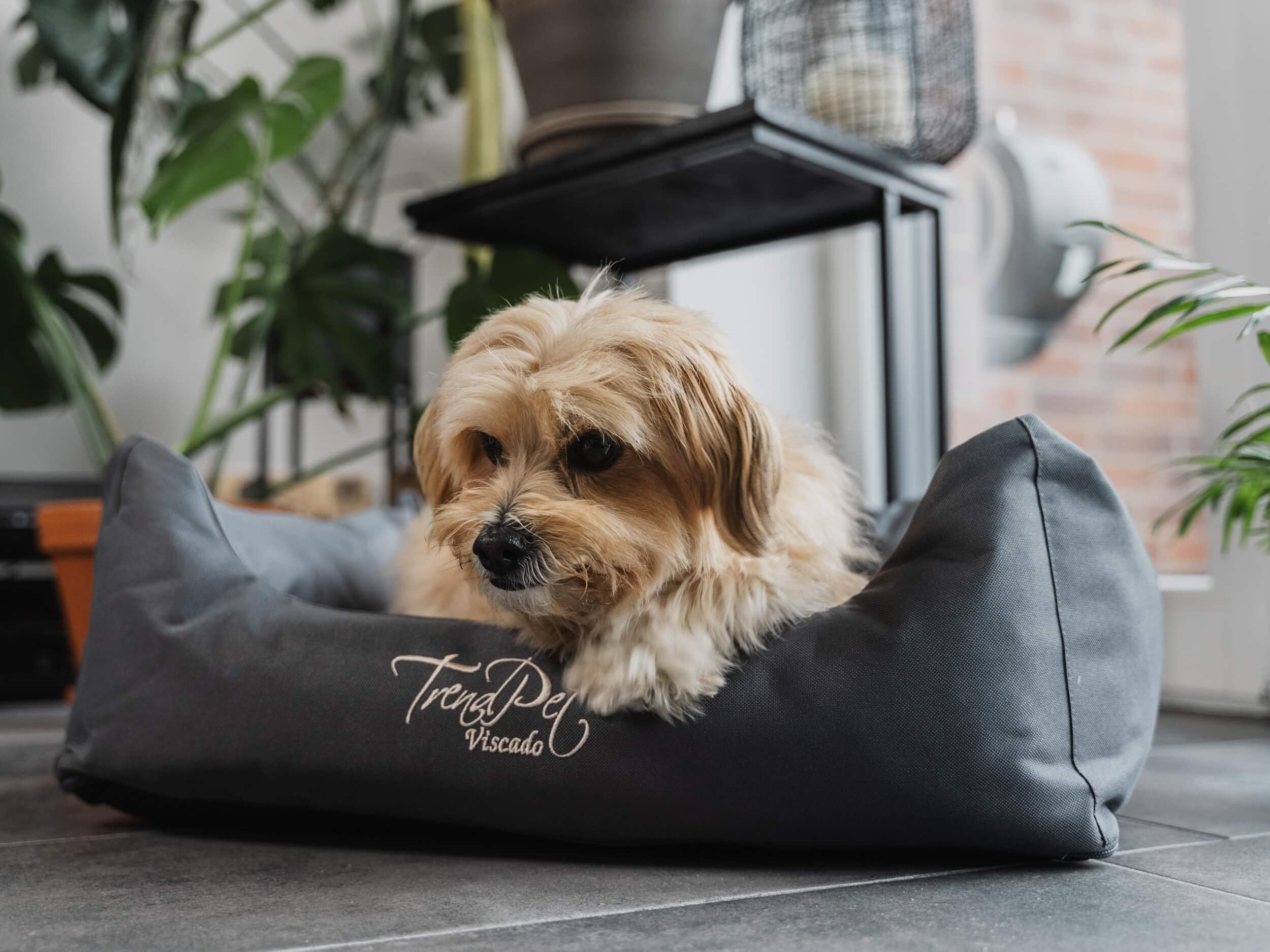 TrendPet Viscado - orthopädisches Hundebett grau