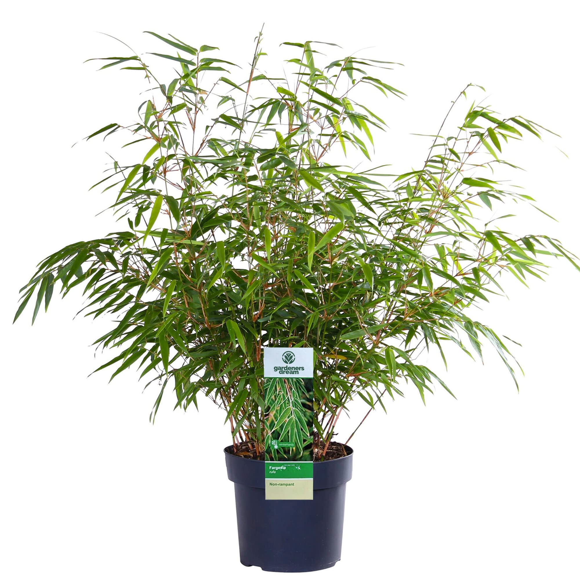Fargesia Rufa - Hardy Red Panda Bamboo, Non-Invasive Garden Plant Clumping Variety, Year-Round Beauty, Perfect for Screening and UK Climate (14cm Pot, 40-50cm)