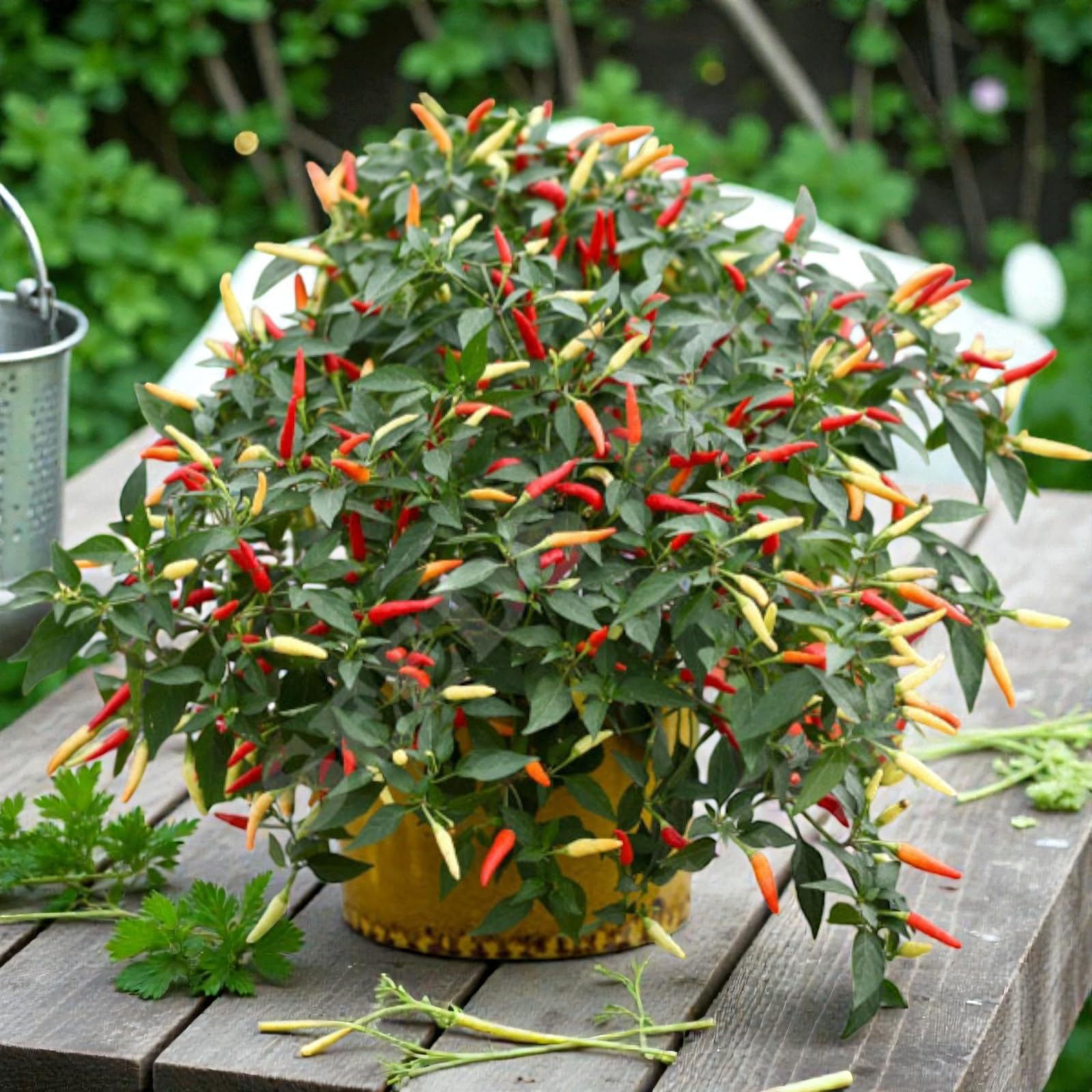 Carbeth Plants Chilli Pepper Plants in 9cm Pot – Hot Chilli Vegetable Plants for Greenhouse, Patio & Home Growing - Grow Your Own Vegetables (Tri Colour, 3)