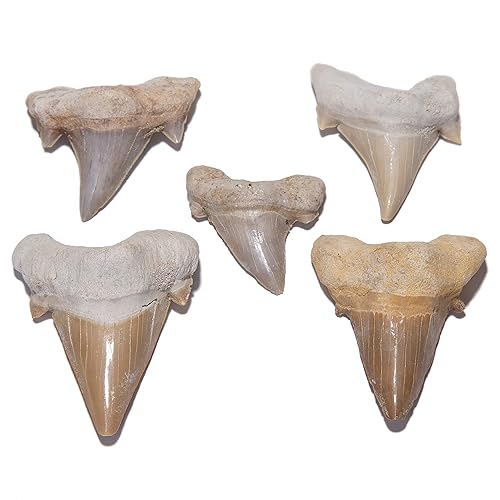 Miniatura 4 de KALIFANO Auténticos dientes de tiburón prehistóricos fosilizados de Marruecos, diente de tiburón para colecciones de fósiles y fines educativos