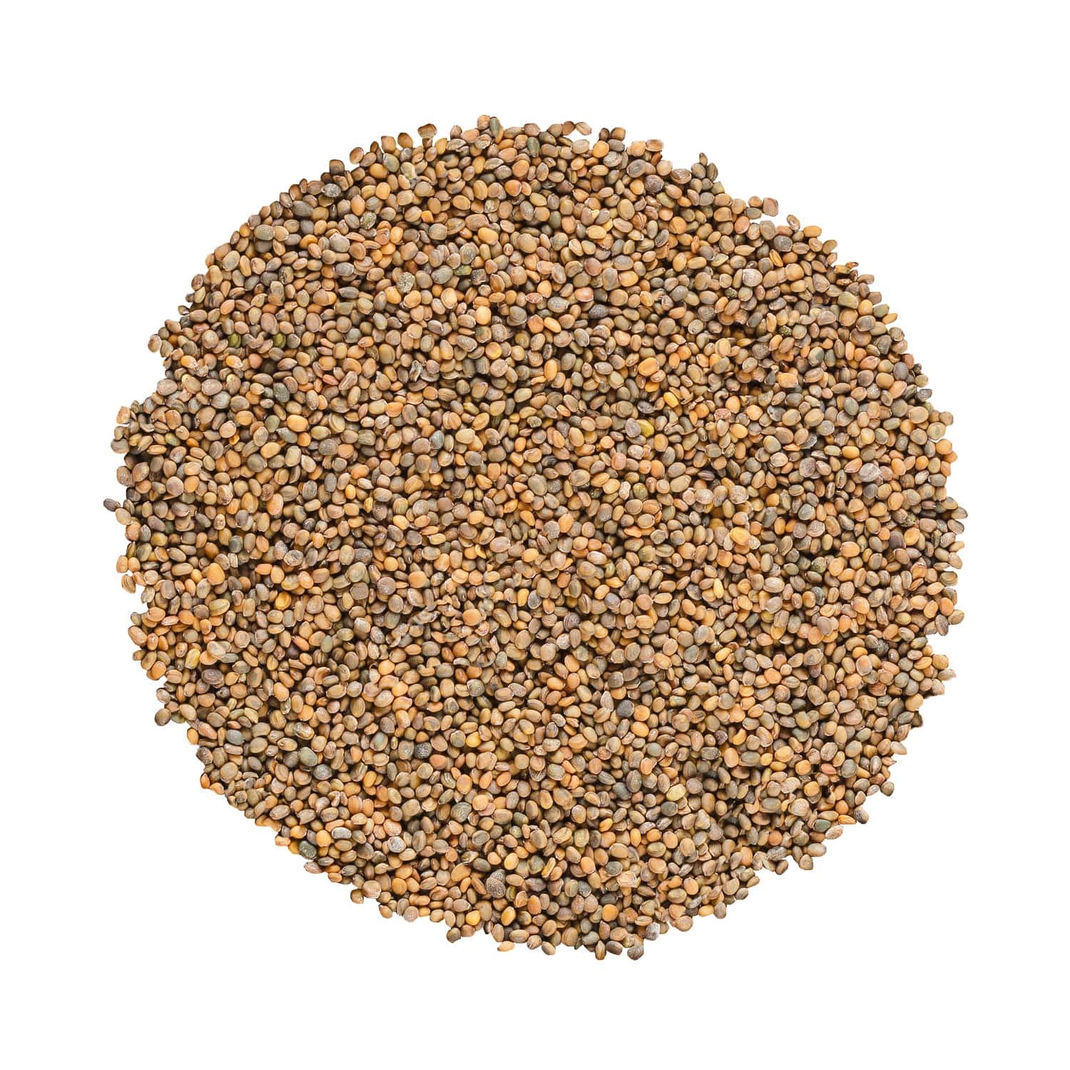 Food to LiveOrganic Arugula Sprouting Seeds, 4 Ounces - Non-GMO, Kosher, Great for Sprouting and Planting, High Germination Rate, Vegan Superfood, Bulk, Grow Amazing Sprout, Sirtfood