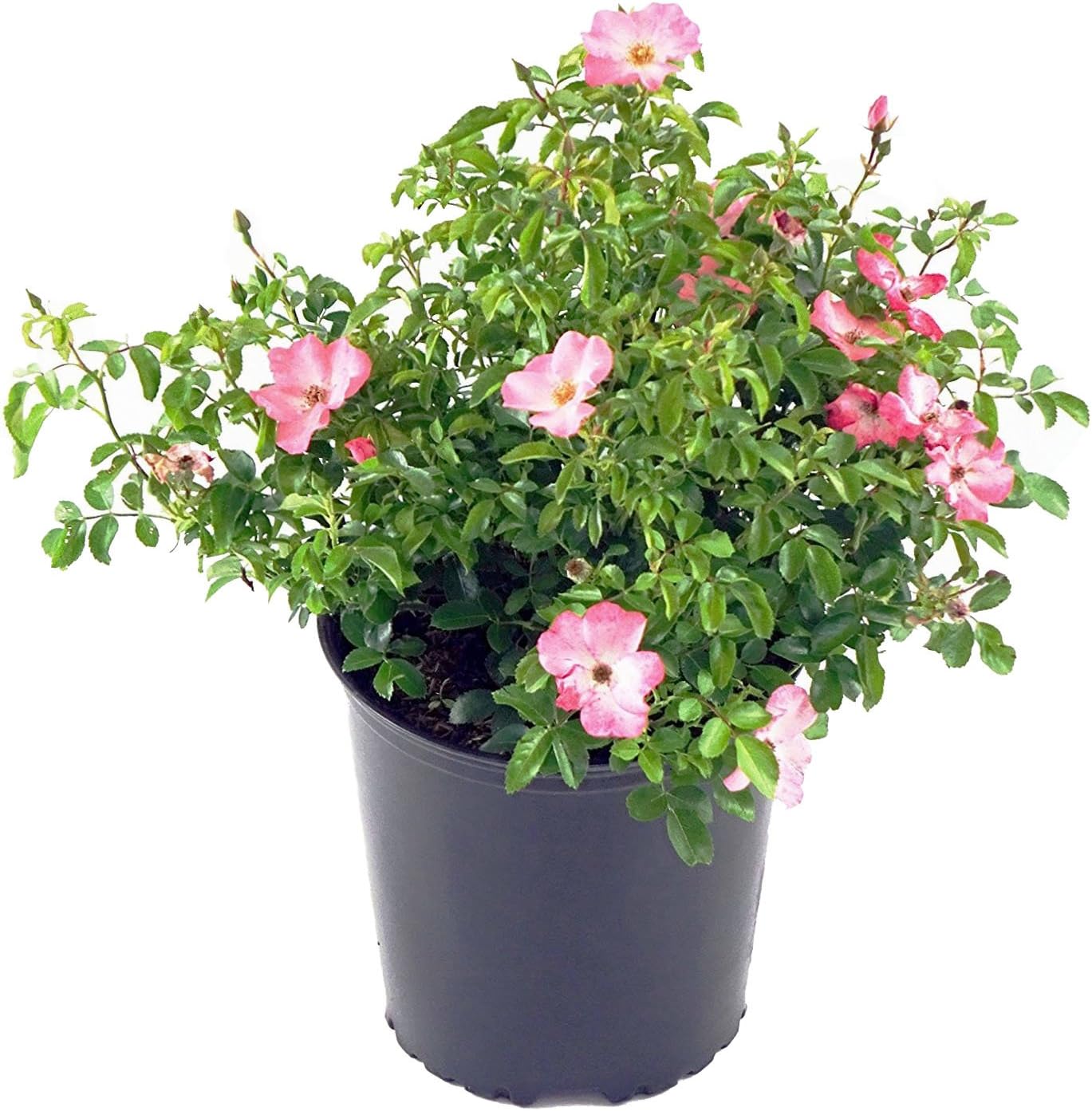Live Plant from Green Promise Farms Flower Carpet Roses ROSA `FLOWER CARPET CORAL` Coral Flower Shrub #2 Size Container Coral