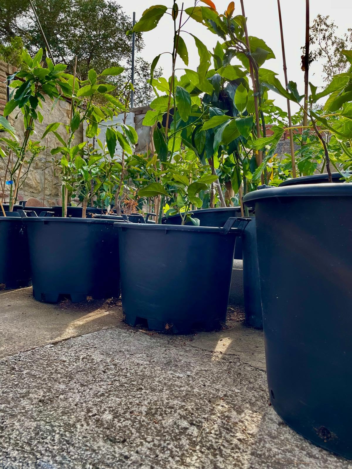 Genérico Maceta Exterior Grande para Frutales, con Asas - Ø45x33 cm -Cultivo de Citricos, Huerto Urbano, Arbustos y Plantas - Jardinera de vivero con Drenaje Profesional - Plastico PE - Negro Mate