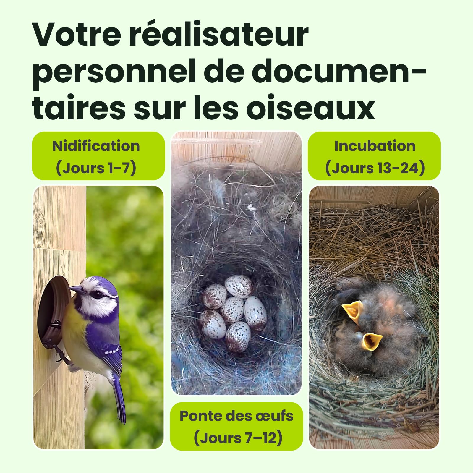 Birdfy Nichoir Oiseaux avec Double Camera pour l'observation en Direct, 1080P Bambou Nichoir Mesange avec Vision Nocturne, Analyse du Comportement par IA avec Alertes et Enregistrements Automatiques