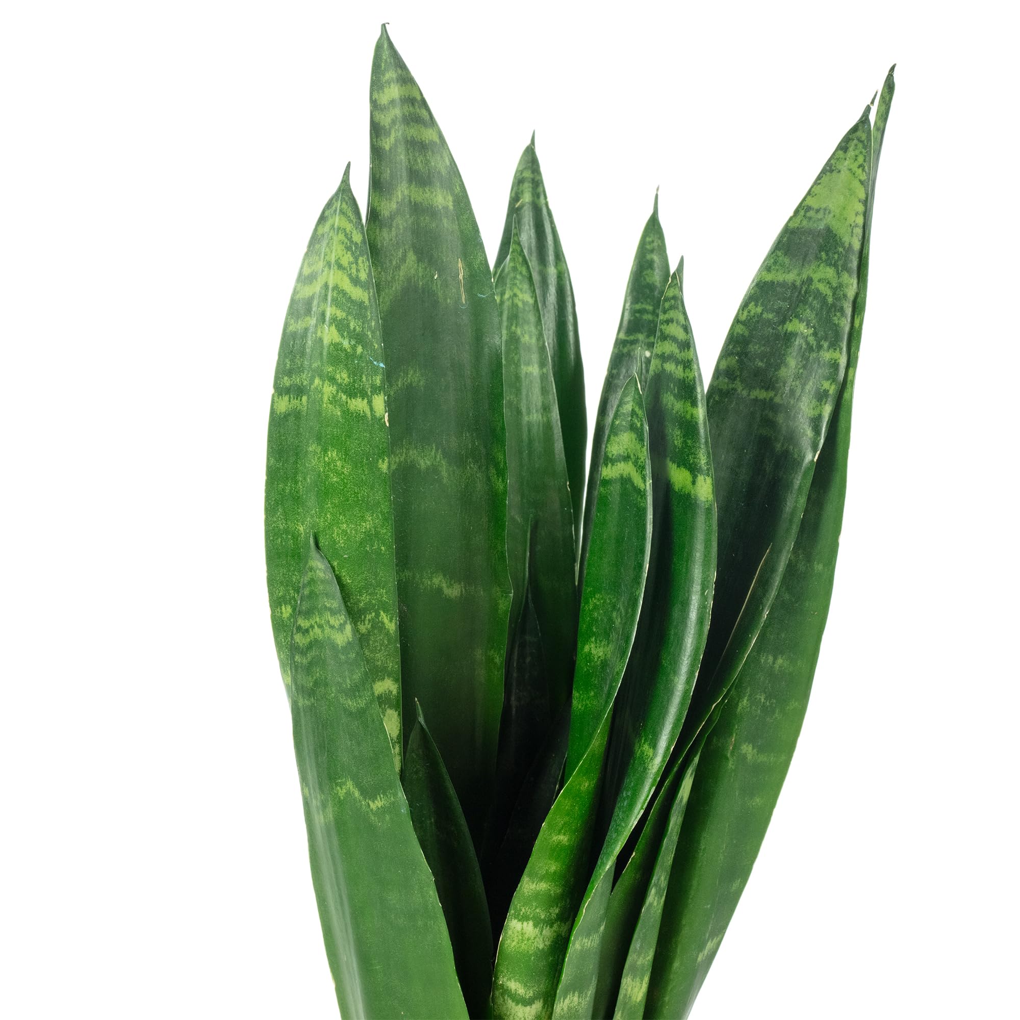 Sansevière - Planta de interior de fácil cuidado, Sansevieria trifasciata Black Coral - Altura aprox. 35 cm, maceta de 12 cm de diámetro