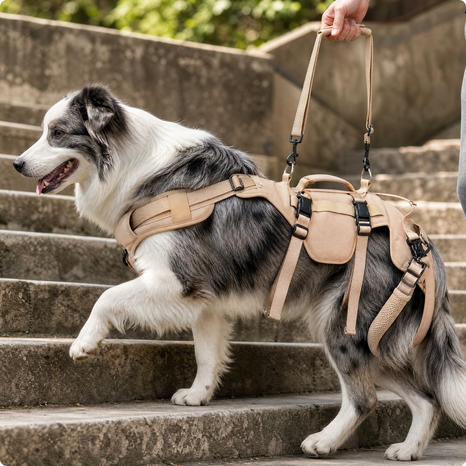 MagiDeal Fascia di Assistenza per Cani Lavabile | Regolabile, Imbracatura di Supporto e Sollevamento per Cani, Resistente, Imbracatura Riabilitazione, Nero, M