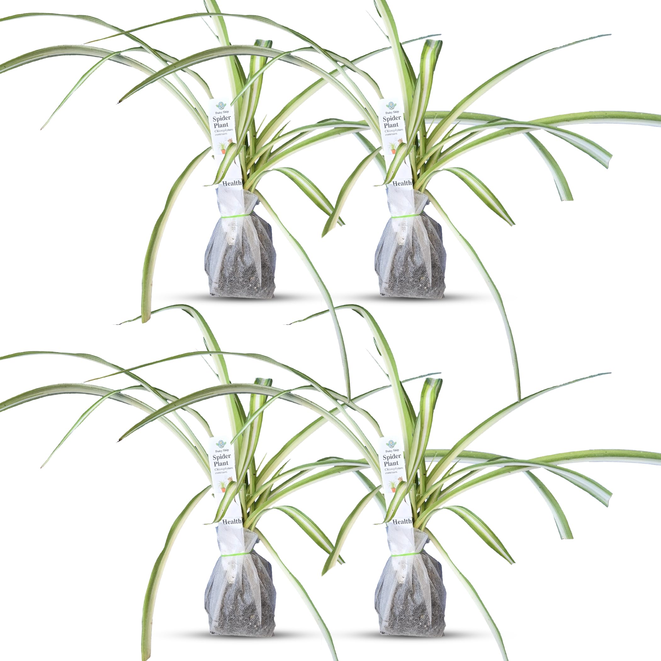 Spider Plant