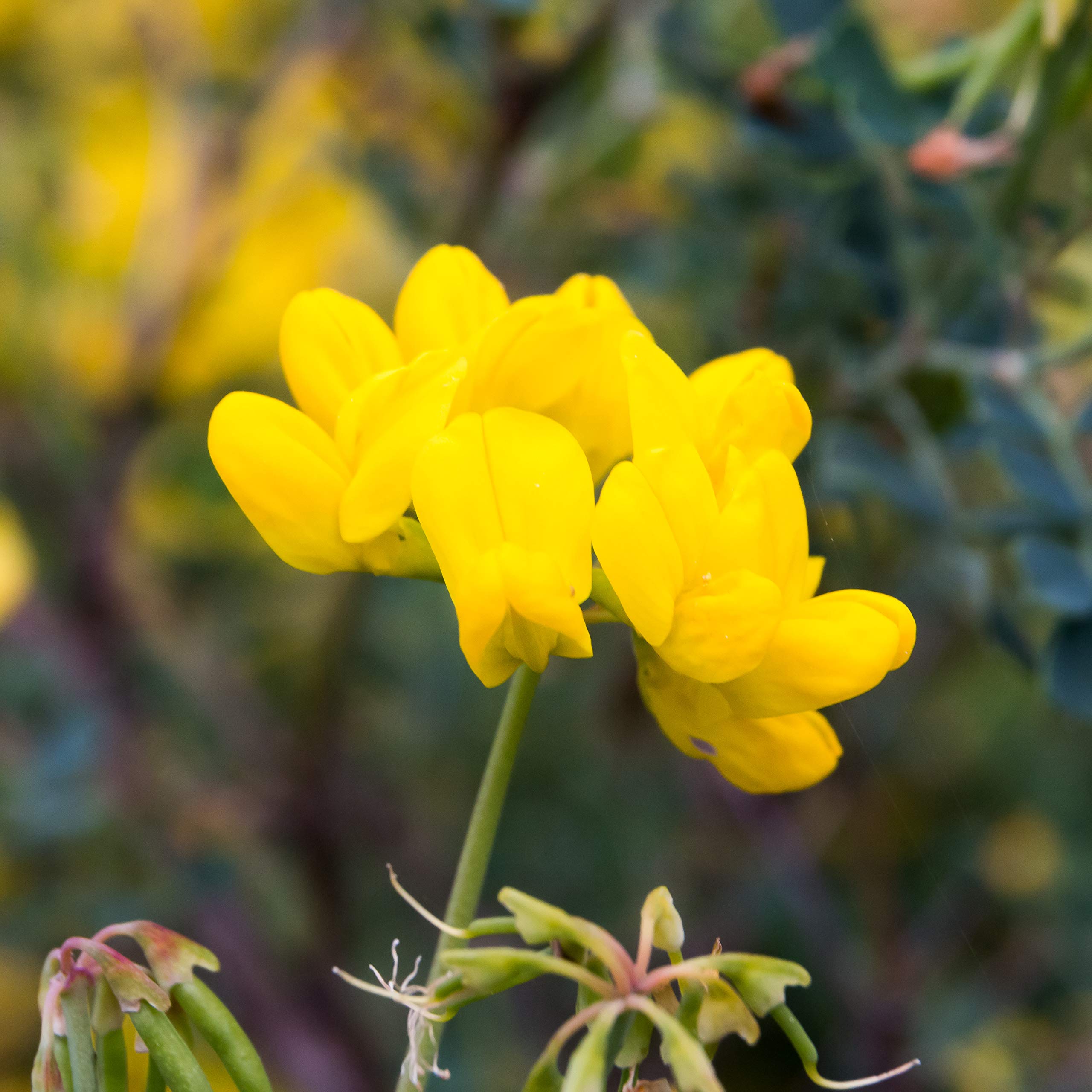 Semillas de Coronilla (Coronilla Valentina Glauca) (100 gr / 10.000 Semillas)