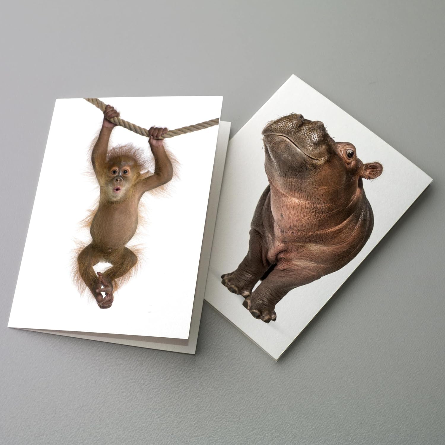 All Occasion Greeting Cards - 24 Cards w/White Envelopes - Exotic Animal Designs - Stationery Printed in the USA by RitzyRose