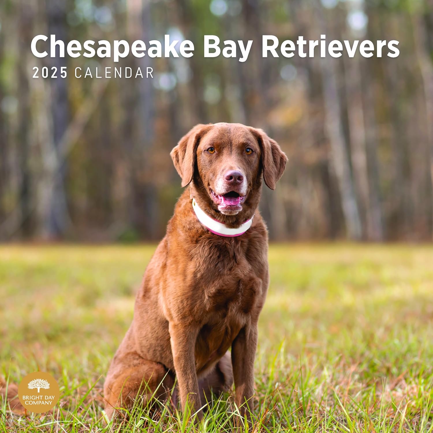 2025 Chesapeake Bay Retrievers Monthly Wall Calendar by