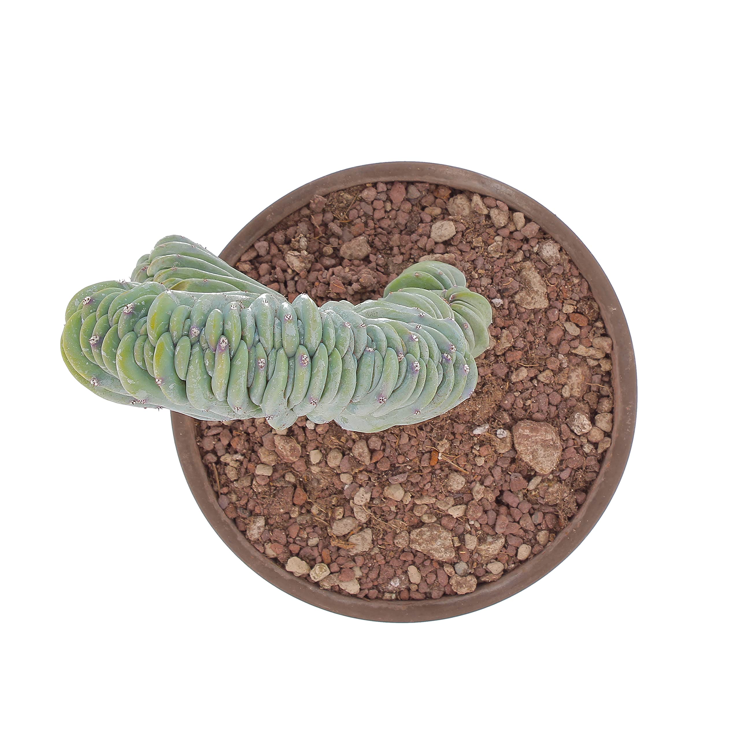 KENTIS - Myrtillocactus Geometrizans Crestato - Piante Grasse - H 25-40 cm Vaso in Terracotta Ø 18cm