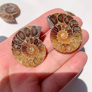 おすすめ　黒いアンモナイト　化石　インテリア　家具　置物　レトロ　コレクション おすすめ 黒いアンモナイト 化石 インテリア 家具 置物 レトロ