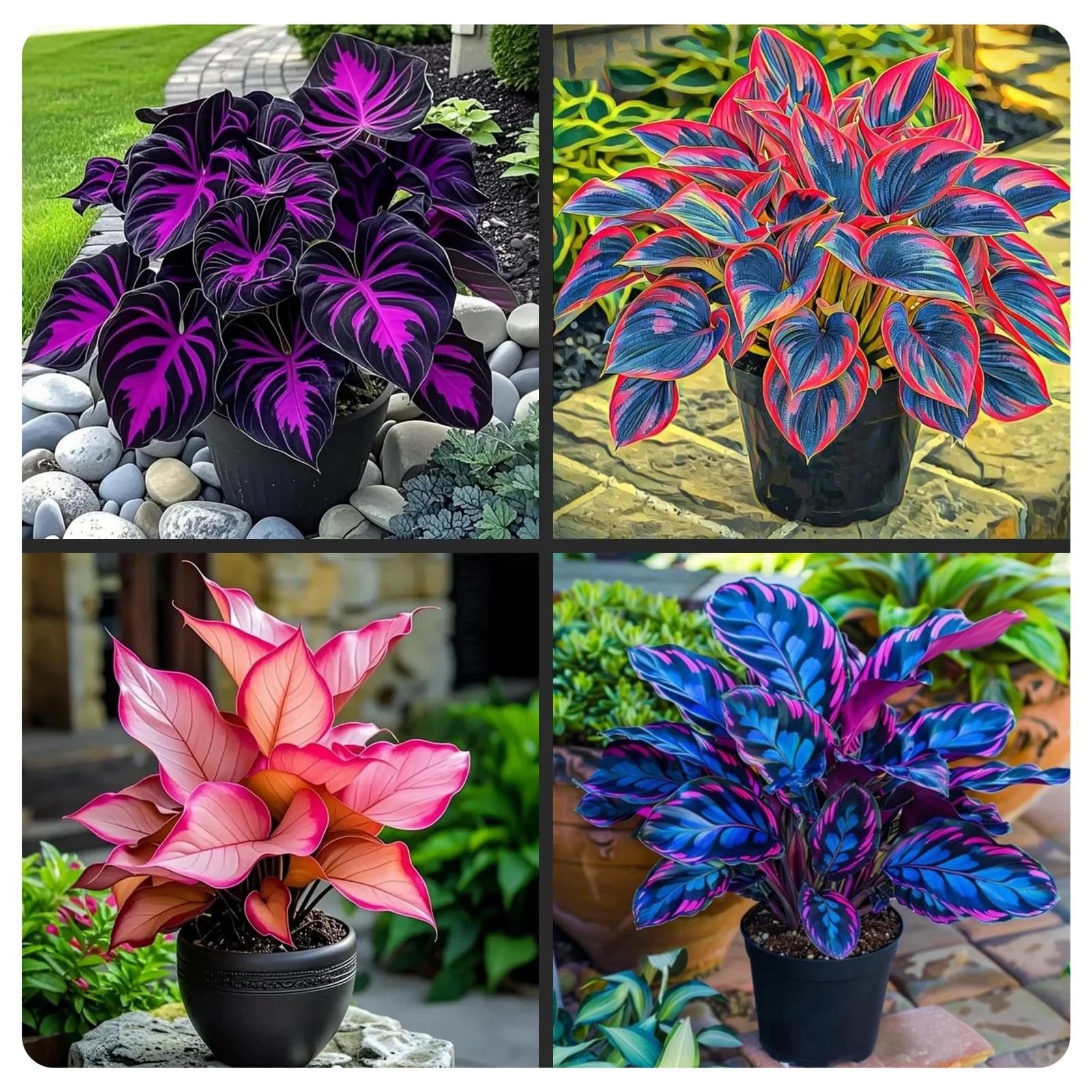 Striking Hosta Bulbs Mix for Planting Now UK/Potted Viewing,Excellent Display,Strong Plants That Grow Well/Elegant,Perfect for Borders,Perennial,hostas rhizomes,Garden Stakes.-4bulbs-D