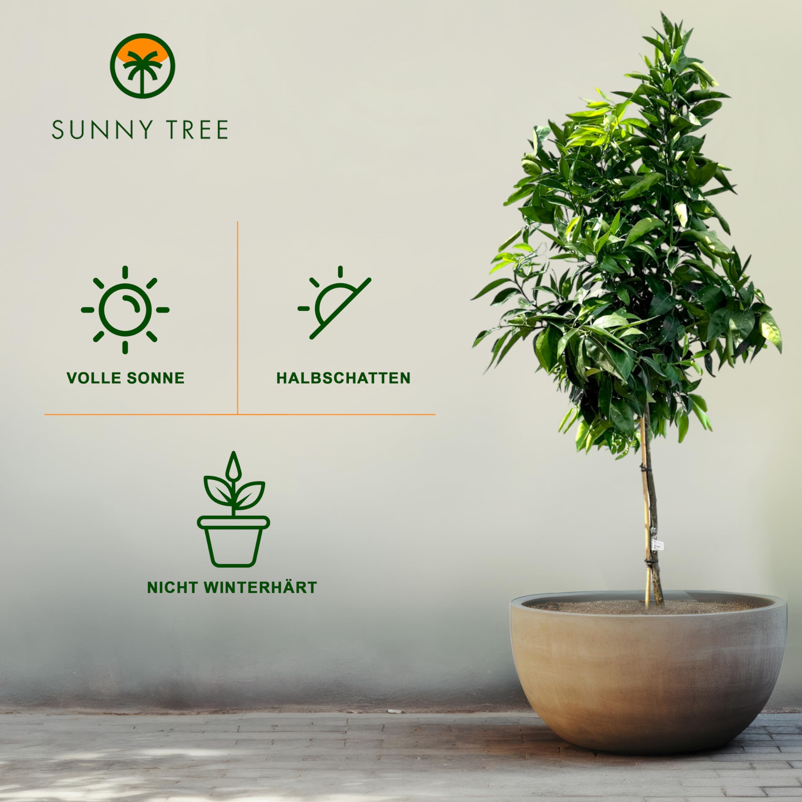 Sunny Tree - Mandarinenbaum - Citrus Reticulata - Citrusbaum - Obstbaum - 160 Zentimeter - Fruchtbildend - 8-jähriger Mandarinenbaum