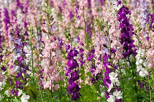 Miniatura 3 de Delphinium Giant Imperial Larkspur 300 Seeds (Delphinium consolida) reliquia - Polinizado abierto