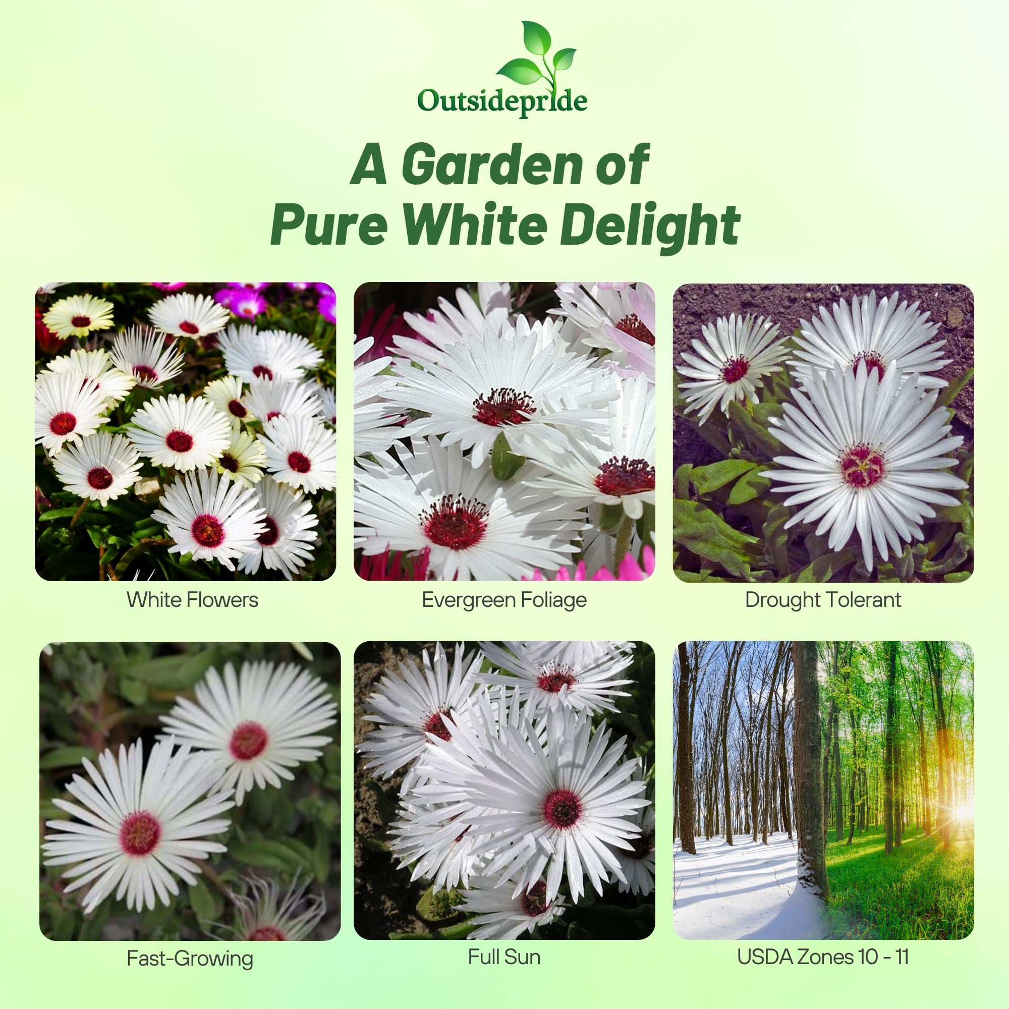 Amazon.com : Outsidepride Gelato White Ice Plant Seeds - 5000 Pcs