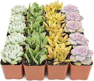 Succulent Plants (20 Pack) Fully Rooted in Planter Pots with Soil | Real Live Potted Succulents/Unique Indoor Cactus Decor by Plants for Pets