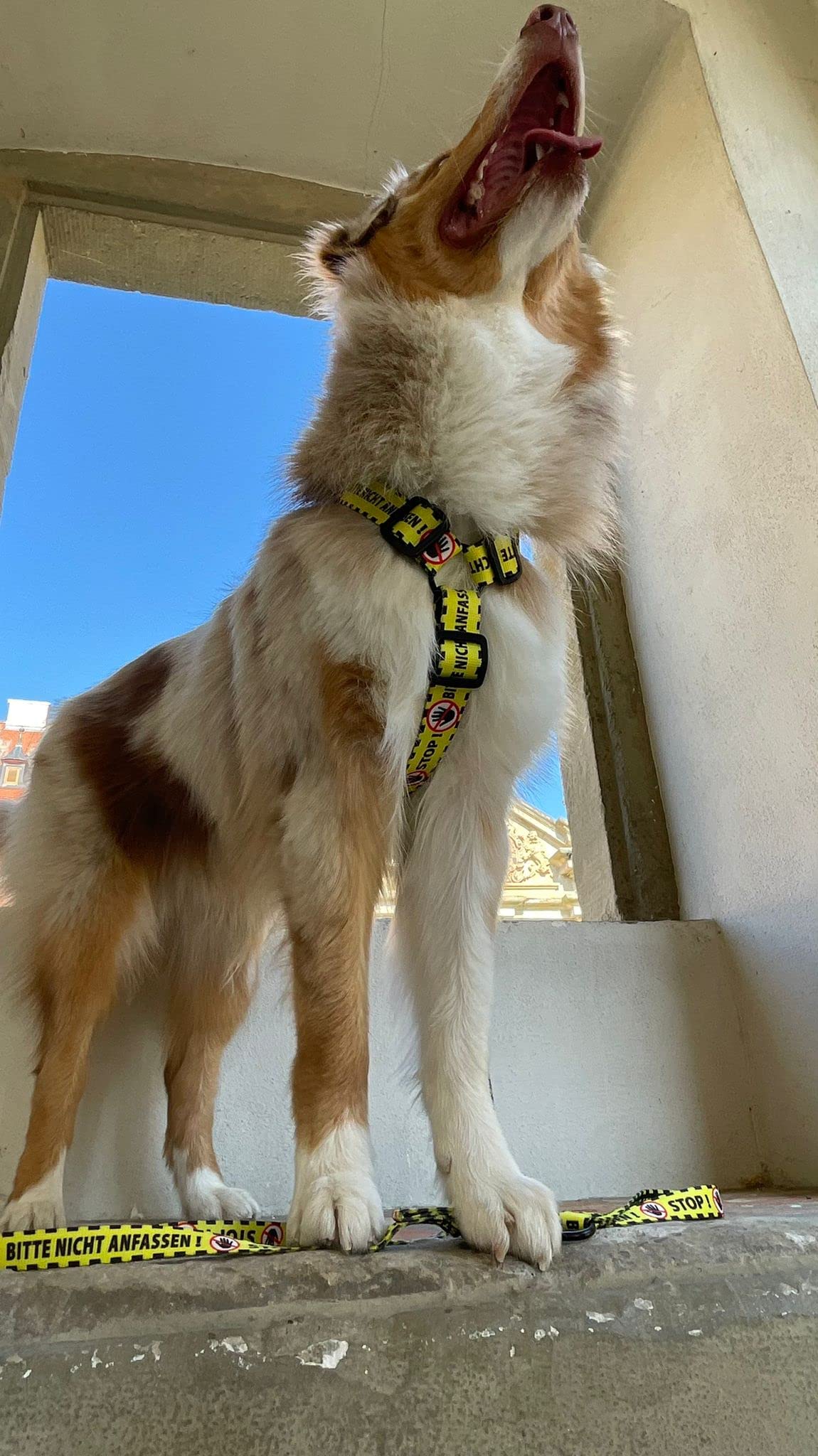 Dingo 15368 - Guinzaglio allungato per cani (2,0 x 220 cm)