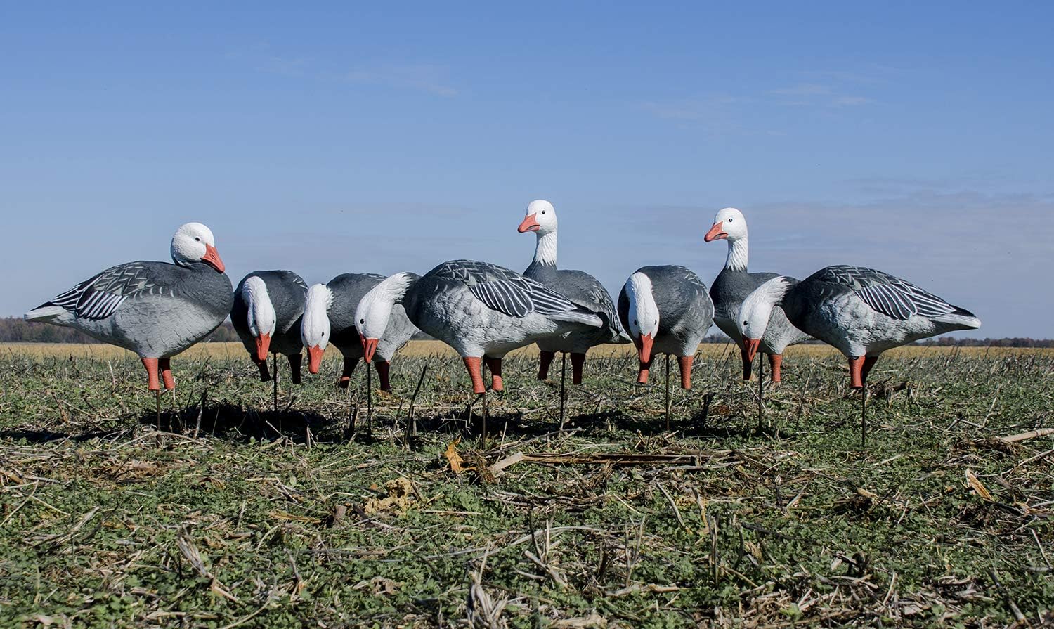 Higdon Outdoors APEX Full-Size Full-Body TruFeeder Pack | Ultra Realistic Goose Decoys for Waterfowl Hunting | Canada/Specklebelly | 6pk