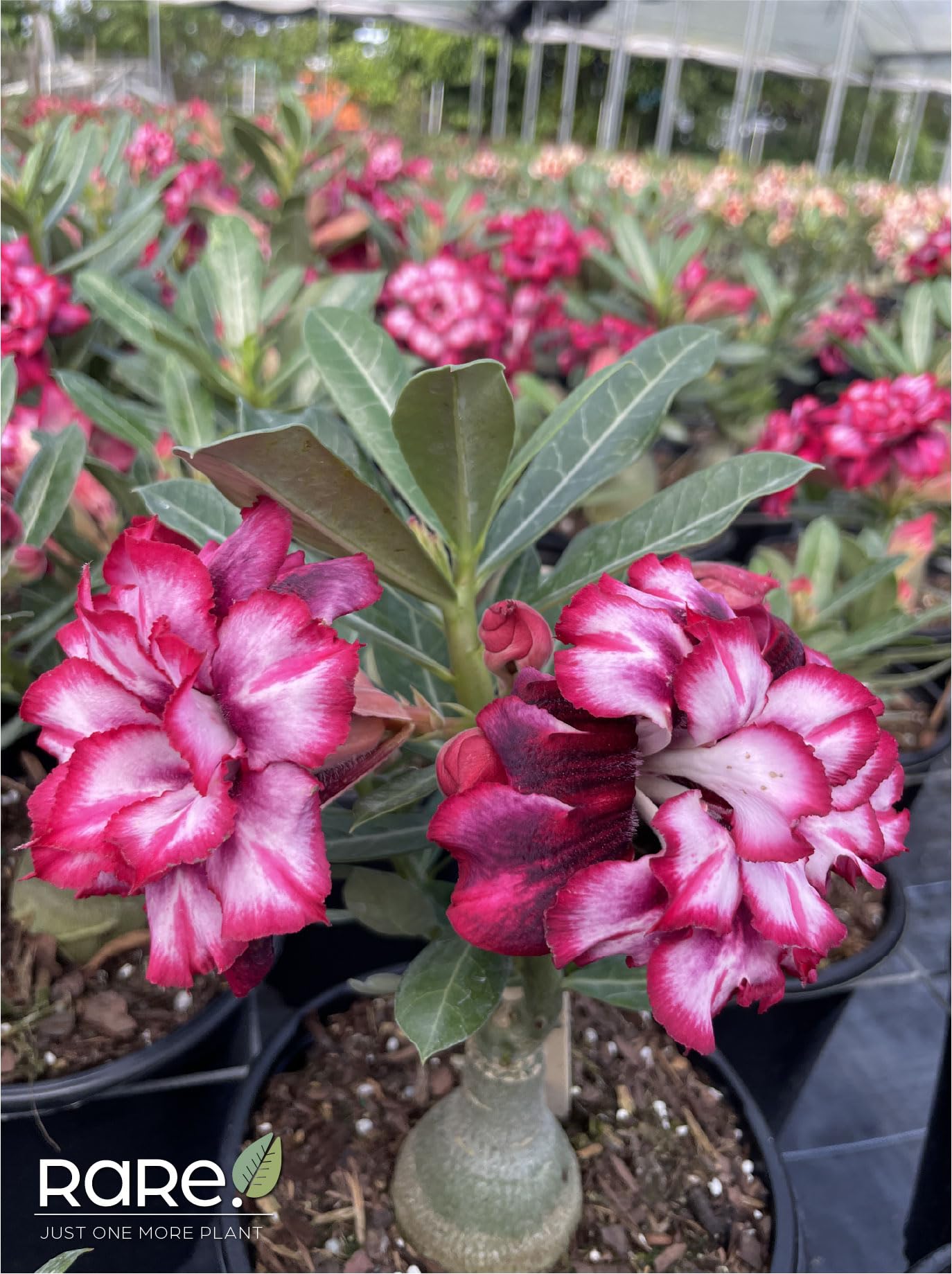 Desert Rose 本体 Amazon.com : Nature's Way Farms Desert Rose Assorted Blooming Live