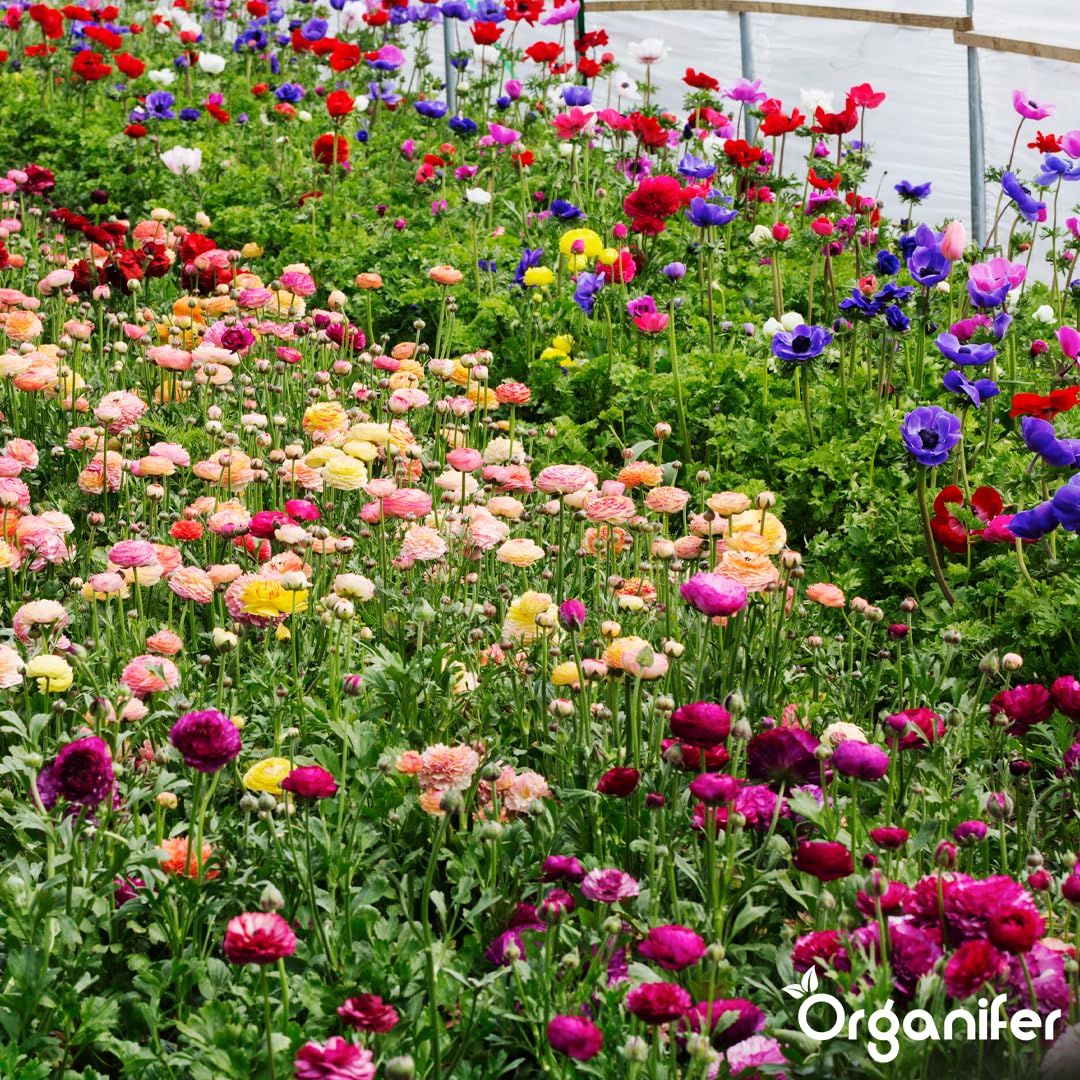 Flower Flüssigdünger - 3x1L - NPK 3-4-3 | Für Blühpflanzen - Fördert Wachstum Und Blütenfarbe - Organifer
