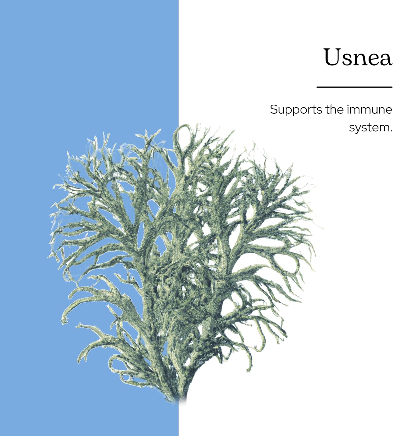 Eclectic Institute Usnea O 2 Ounce